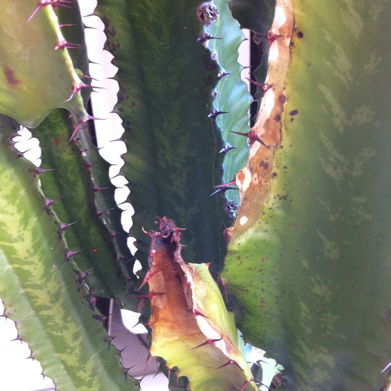 Euphorbia  