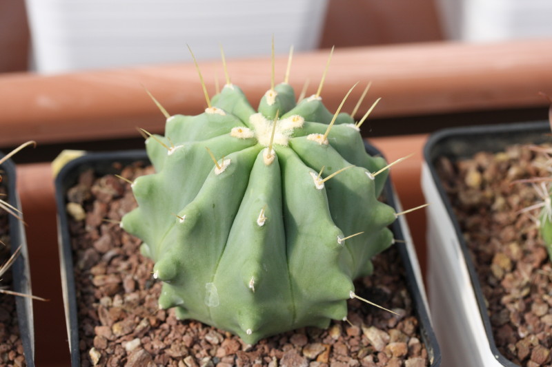 Ferocactus glaucescens v. inermis 