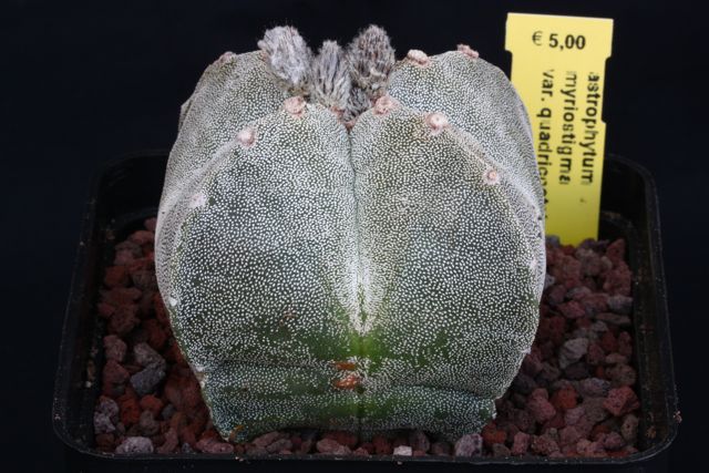 Astrophytum myriostigma v. quadricostatum 