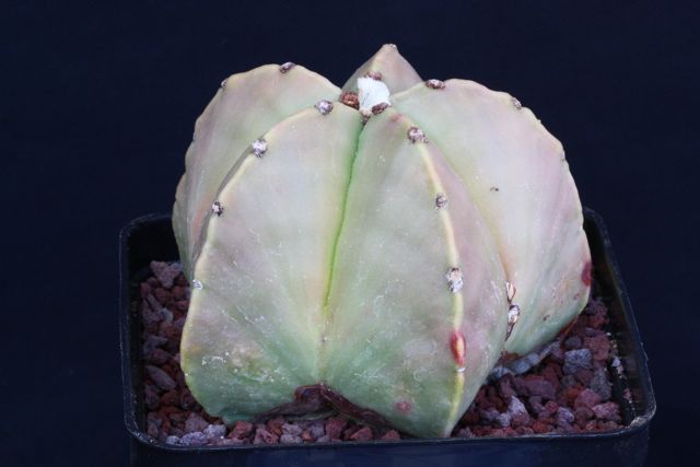 Astrophytum myriostigma v. nudum 