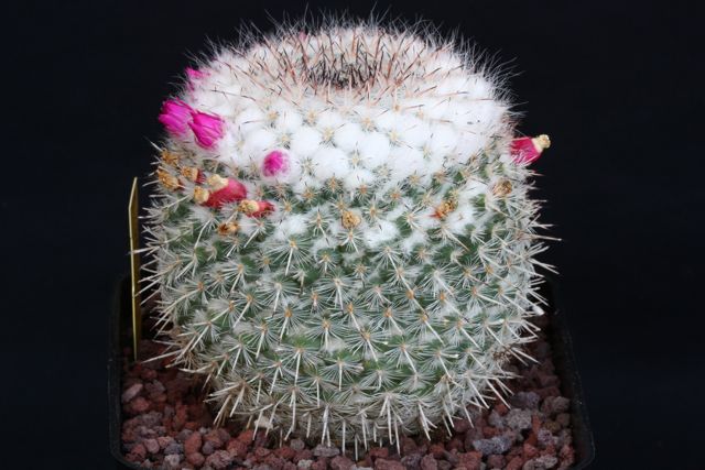 Mammillaria geminispina 