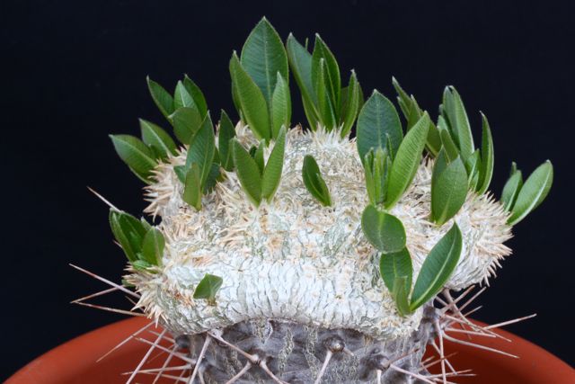 Pachypodium brevicaule 