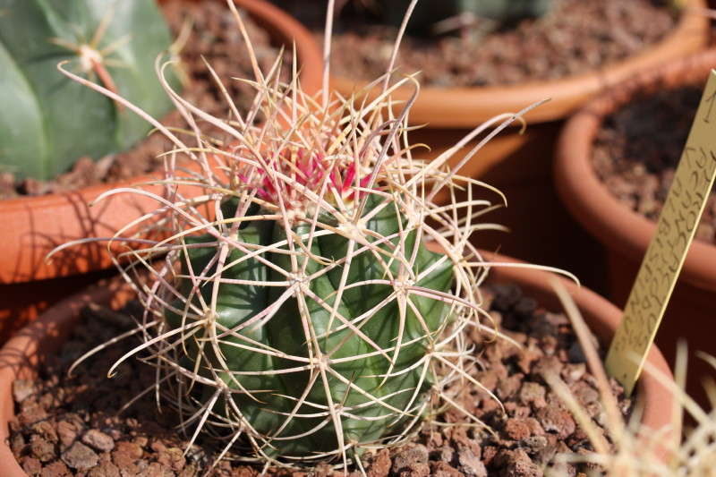 Ferocactus cylindraceus 