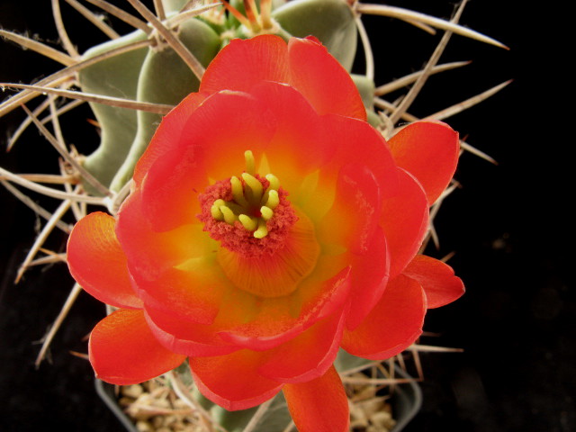 Echinocereus triglochidiatus 