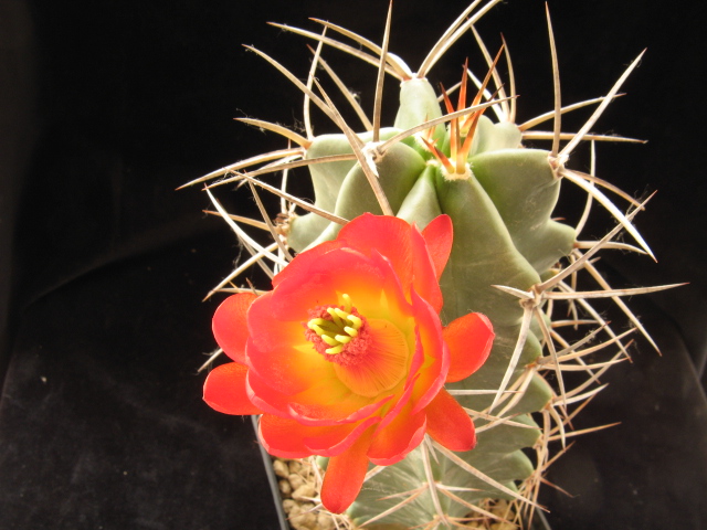 Echinocereus triglochidiatus 