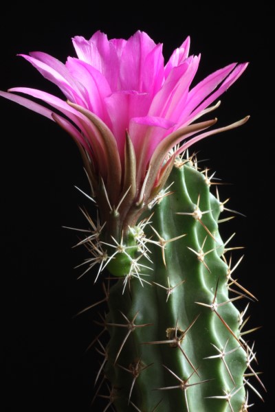 Echinocereus fendleri ssp. kuenzleri 