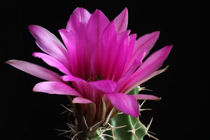 Echinocereus fendleri ssp. kuenzleri 