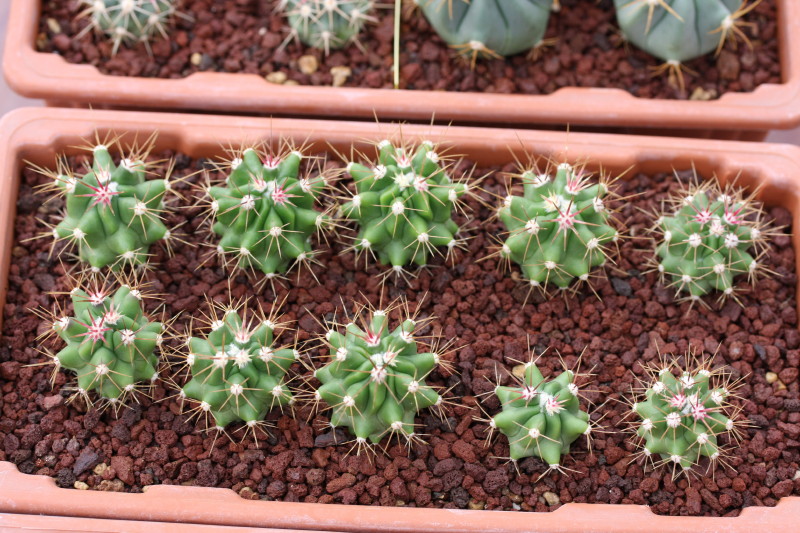 Ferocactus flavovirens 