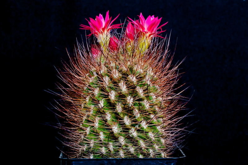 Neoporteria villosa 