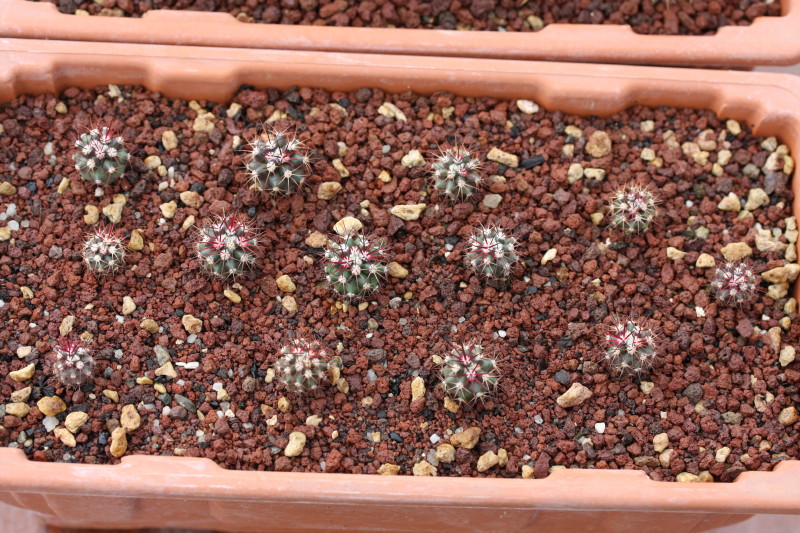 Ferocactus lindsayi 