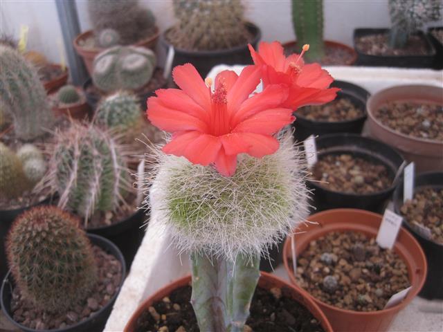 Mammillaria senilis 