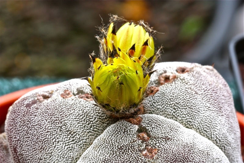 Astrophytum myriostigma f. tricostatum 