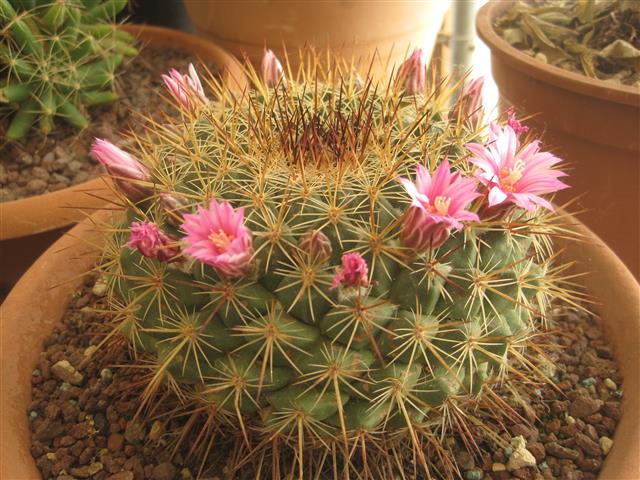 Mammillaria cv. ginsa-maru 