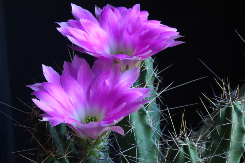 echinocereus pentalophus ssp. leonensis