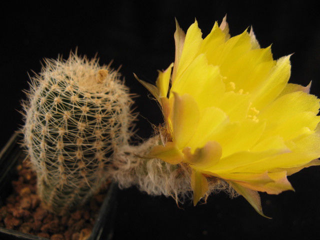 Lobivia haematantha v. rebutioides 