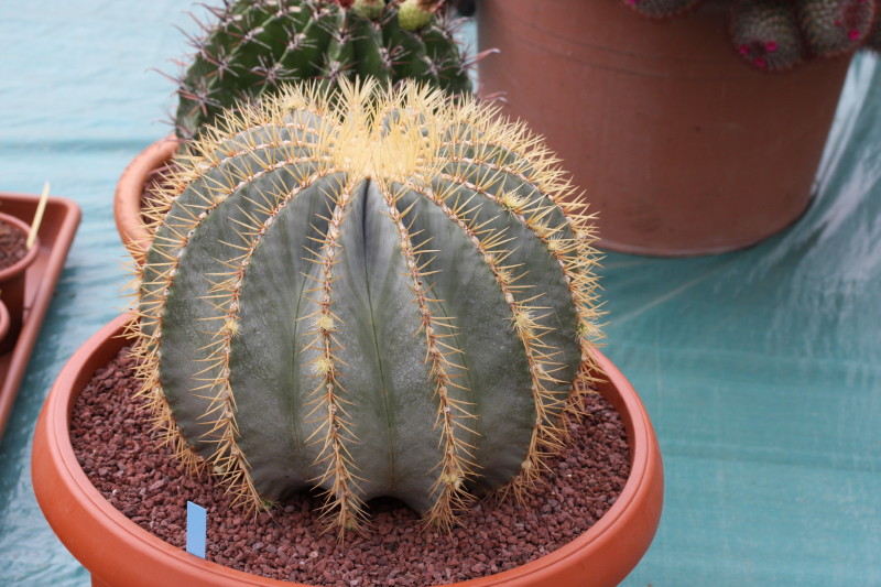 Ferocactus glaucescens 