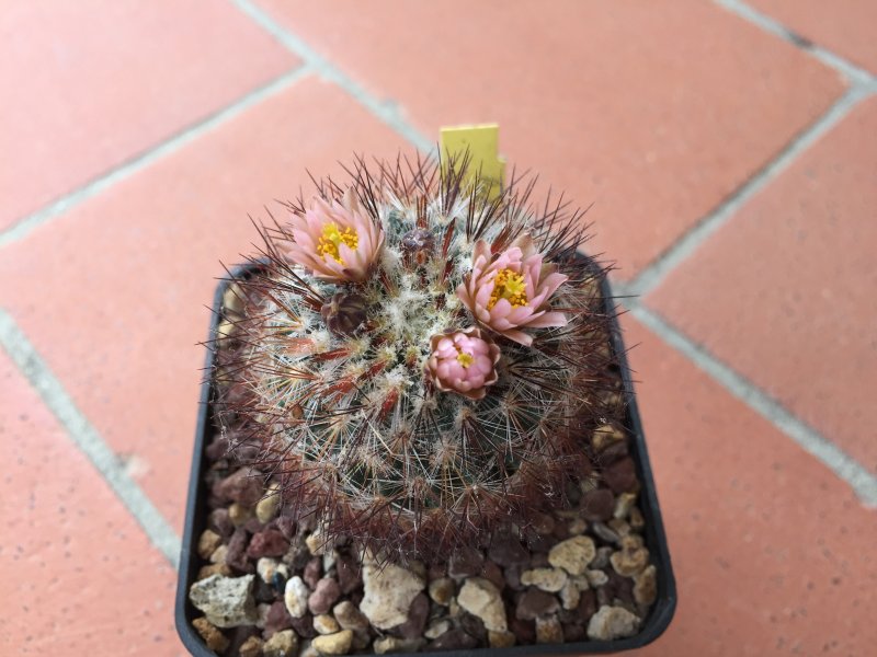 pediocactus simpsonii