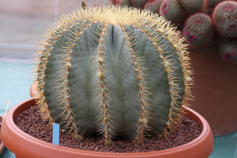 Ferocactus glaucescens 