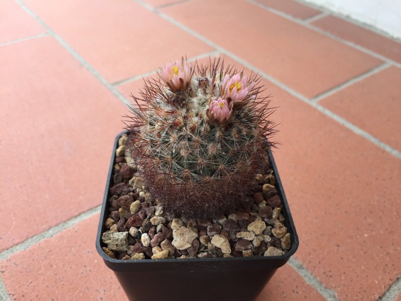 Pediocactus simpsonii 