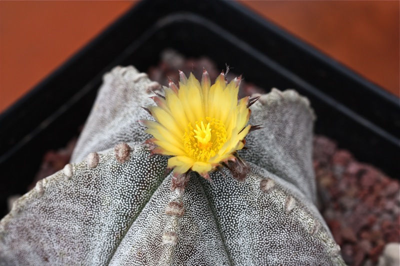 Astrophytum myriostigma v. strongylogonum 