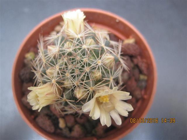 Mammillaria picta 