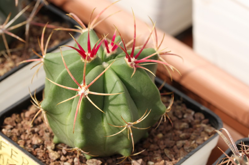 Ferocactus haematacanthus 