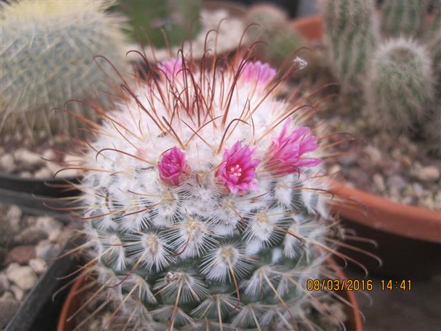 Mammillaria bombycina 