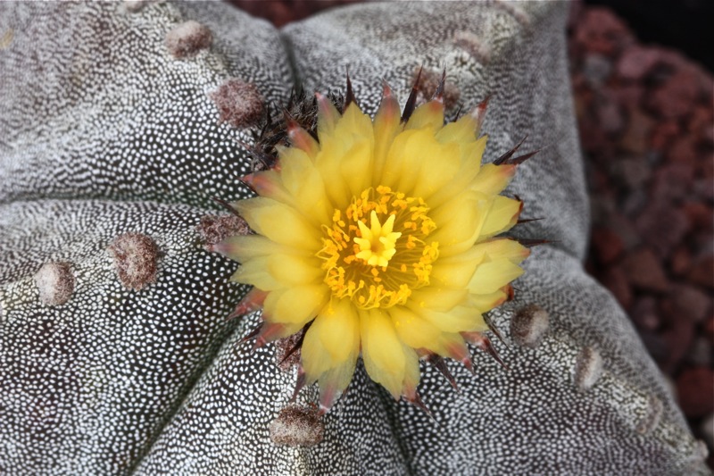 Astrophytum myriostigma v. strongylogonum 