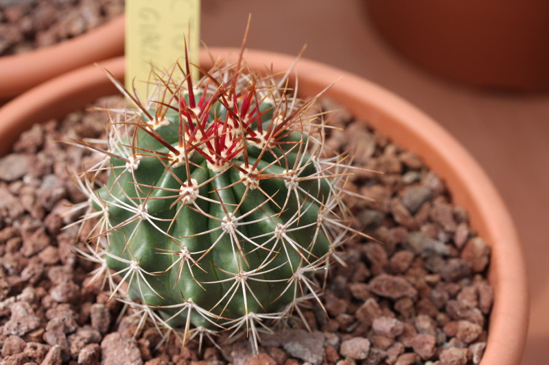 Ferocactus lindsayi SB 535