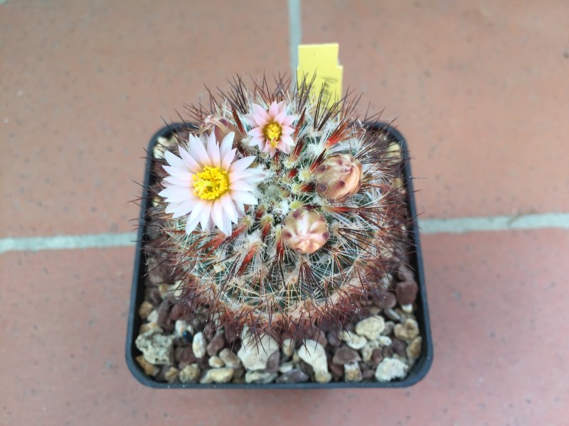 Pediocactus simpsonii 