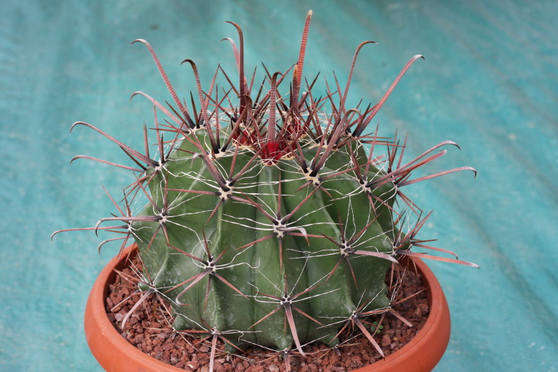 Ferocactus peninsulae 