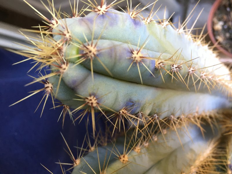 Pilosocereus azureus 