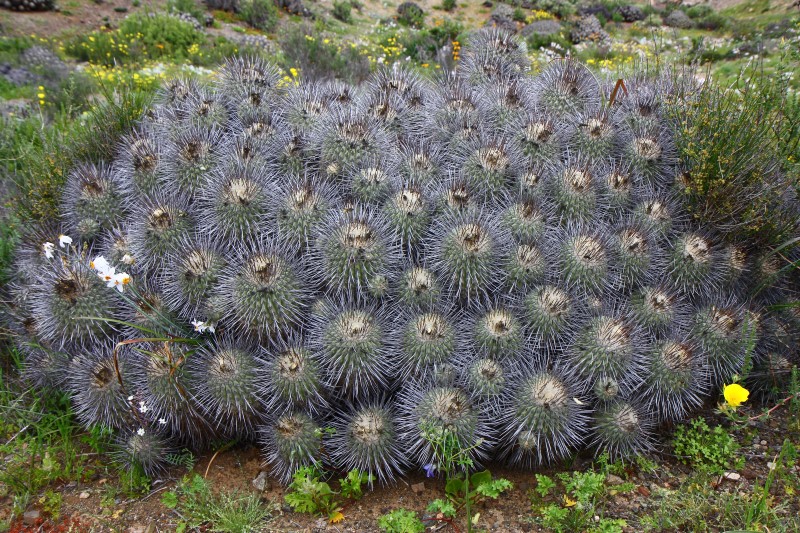 Copiapoa dealbata v. carrizalensis 