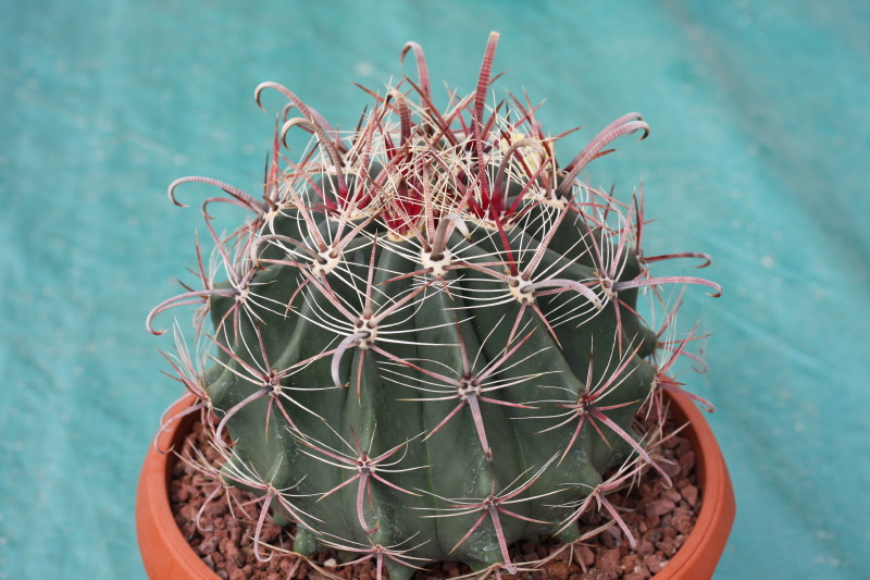 Ferocactus wislizeni 