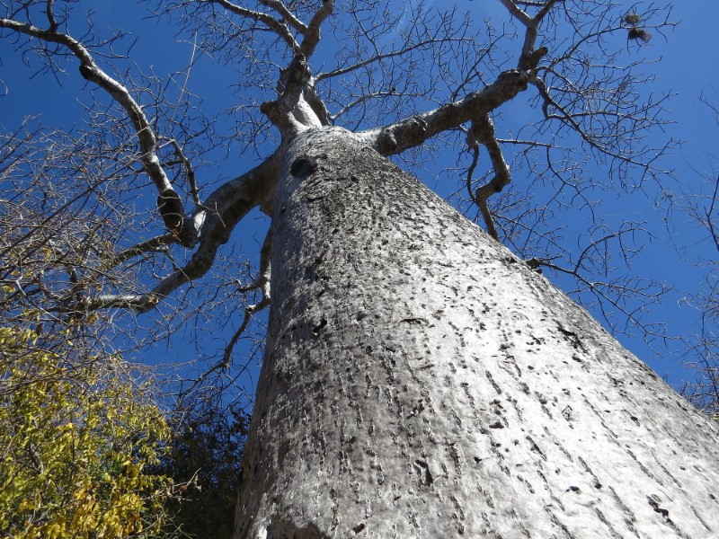 Adansonia suarezensis 