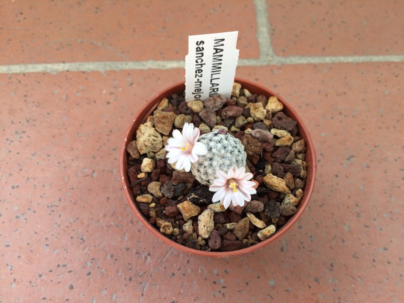 Mammillaria sanchez-mejoradae 