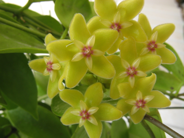 hoya diptera