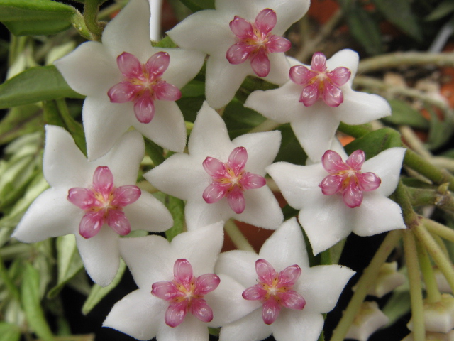 Hoya bella 