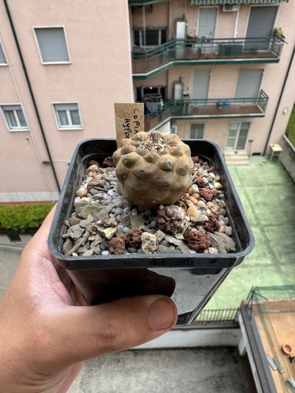 Copiapoa hypogaea 