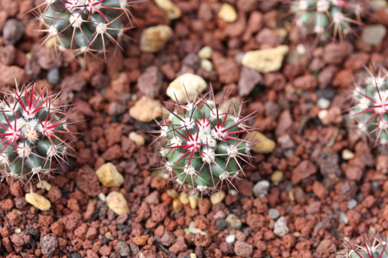 Ferocactus lindsayi 