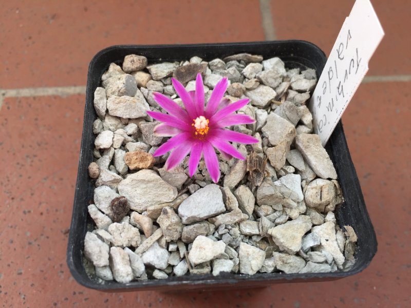 Turbinicarpus valdezianus 