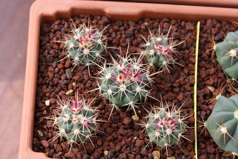 Ferocactus wislizeni ssp. tiburonensis 