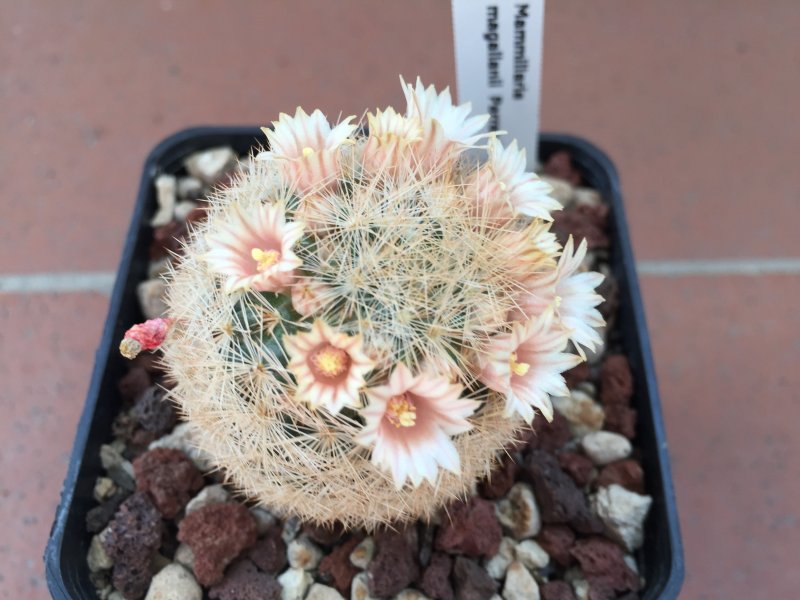 Mammillaria magallanii 