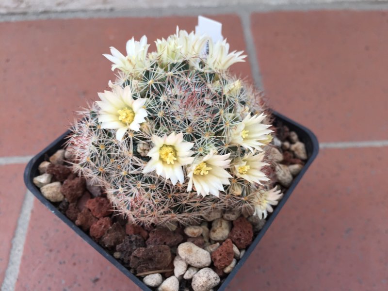 Mammillaria picta 