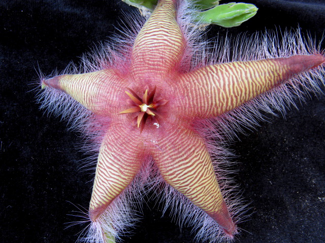 stapelia gettleffii