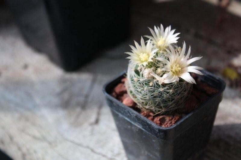 Mammillaria picta 