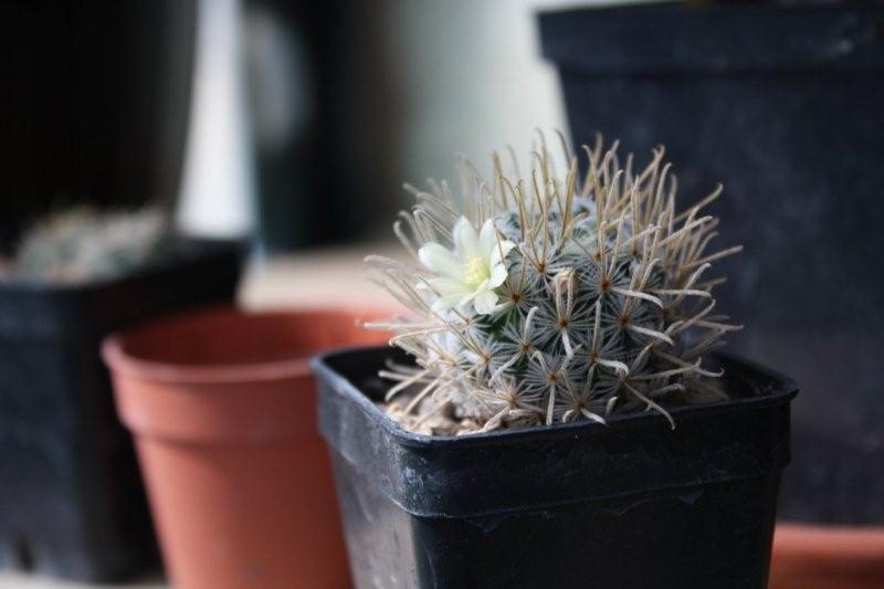 Mammillaria nana ssp. duwei 