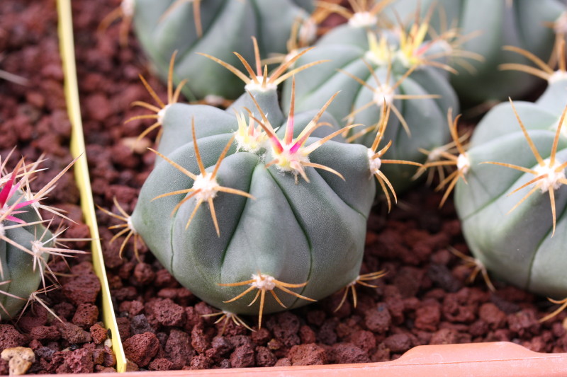 Ferocactus recurvus ssp. greenwoodii 