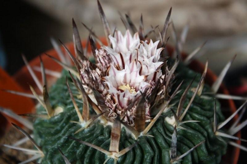 Stenocactus lamellosus 