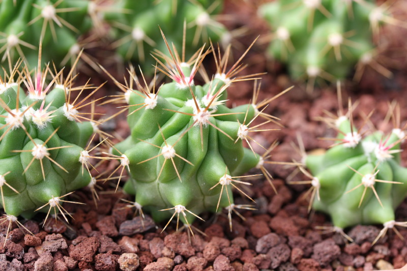 Ferocactus flavovirens 